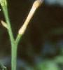 Hemerocallis fulva, flowers
