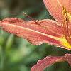 Hemerocallis fulva, flowers