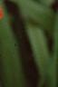 Hemerocallis fulva, flowers