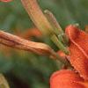 Hemerocallis fulva, flowers