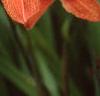 Hemerocallis fulva, flowers