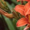 Hemerocallis fulva, flowers