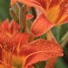 Hemerocallis fulva, flowers