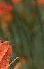 Hemerocallis fulva, flowers