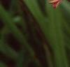 Hemerocallis fulva, flowers