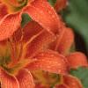 Hemerocallis fulva, flowers