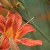 Hemerocallis fulva, flowers