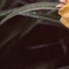 Hemerocallis 'Happy Returns', flowers