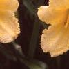 Hemerocallis 'Happy Returns', flowers