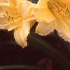 Hemerocallis 'Happy Returns', flowers
