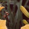 Hemerocallis 'Happy Returns', flowers