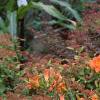 Hemerocallis 'Justin Orange', habit