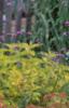 Hemerocallis 'Justin Orange', habit