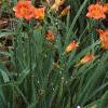 Hemerocallis 'Justin Orange', habit