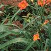 Hemerocallis 'Justin Orange', habit