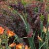Hemerocallis 'Justin Orange', habit