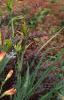 Hemerocallis 'Justin Orange', habit