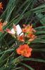 Hemerocallis 'Justin Orange', habit