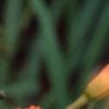 Hemerocallis 'Justin Orange', flowers