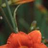 Hemerocallis 'Justin Orange', flowers