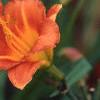 Hemerocallis 'Justin Orange', flowers