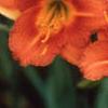 Hemerocallis 'Justin Orange', flowers