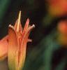 Hemerocallis 'Justin Orange', flowers
