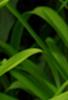 Hemerocallis 'Jersey Spider', flowers