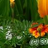 Hemerocallis 'Jersey Spider', flowers