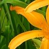 Hemerocallis 'Jersey Spider', flowers
