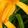 Hemerocallis 'Jersey Spider', flowers