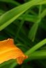 Hemerocallis 'Jersey Spider', flowers