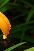 Hemerocallis 'Jersey Spider', flowers