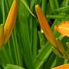 Hemerocallis 'Jersey Spider', flowers
