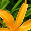 Hemerocallis 'Jersey Spider', flowers