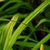 Hemerocallis 'Jersey Spider', flowers