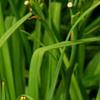 Hemerocallis 'Jersey Spider', flowers