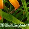 Hemerocallis 'Jersey Spider', flowers