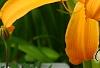Hemerocallis 'Jersey Spider', flowers