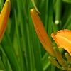 Hemerocallis 'Jersey Spider', flowers