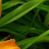 Hemerocallis 'Jersey Spider', flowers