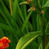 Hemerocallis 'Jersey Spider', flowers
