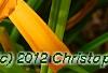 Hemerocallis 'Jersey Spider', flowers