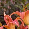 Hemerocallis 'Lori Ann Cook', habit