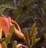 Hemerocallis 'Lori Ann Cook', habit