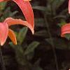 Hemerocallis 'Lori Ann Cook', habit