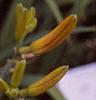 Hemerocallis 'Lori Ann Cook', flowers