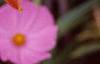 Hemerocallis 'Lori Ann Cook', flowers