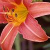 Hemerocallis 'Lori Ann Cook', flowers