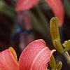 Hemerocallis 'Lori Ann Cook', flowers